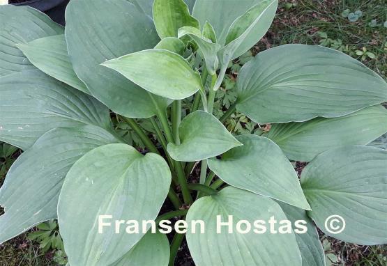 Hosta Freising